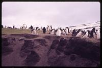 Chinstrap penguins on hill on Baily Head