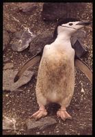 Close view of Chinstrap penguin at Baily Head