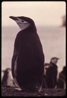 Close view of Chinstrap penguin on Baily Head with additonal penguins in background