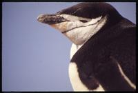 Close view of side of Chinstrap penguin