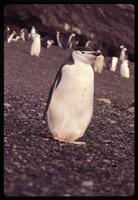 Diagonal view of Chinstrap penguin and additional penguins in background