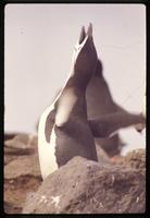 Close view of Chinstrap penguin looking upward