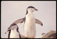 Chinstrap penguin spreading wings