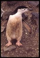 Chinstrap penguin in mud on Baily Head