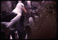 Albatross and Rockhopper penguin