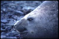 Close view of Elephant seal
