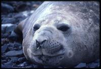 Close view of Elephant seal at Potter Cove