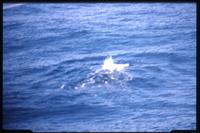 View of whales in the Drake Passage