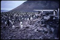 Adélie penguins on top of rocks near the Nordenskiold expedition hut 