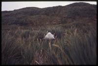 Albatross perched in high grass at Prion Island