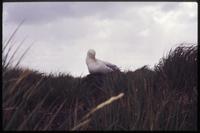 Albatross perched on hill at Prion Island