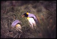 Close view of King penguins in tall grass at Gold Harbour