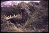 Fur seal in tall grass at Gold Harbour