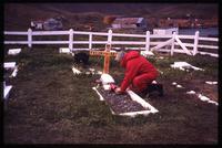Jack Child laying flowers at grave of Felix Artuso 