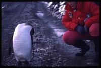 Close view of Leslie Morginson-Eitzen observing King penguin