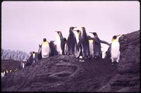 Colony of King penguins on hill at Gold Harbor