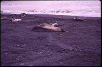 Copulating Elephant seals near shore of Gold Harbor
