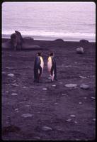 Pair of bleeding King penguins and seals in background