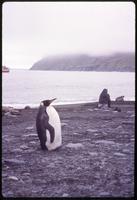 Large King penguin and Elephant seals in background