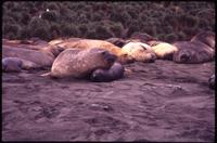 Elephant seals lounging along Gold Harbor
