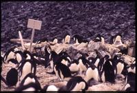 Penguins surrounding grave of Ole C. Wennersgaard