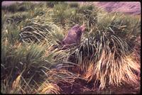 Fur seal in tall grass at Olaf Harbor