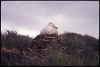Albatross perched on nest at Prion Island
