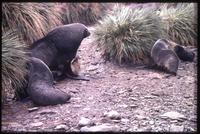 Fur seals mating near tall grass 