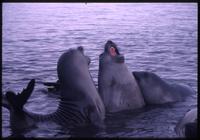 Trio of Elephant seals amid mating call near Grytviken settlement 