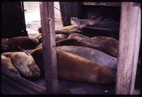 Sleeping seals inside shed at Olaf Harbor