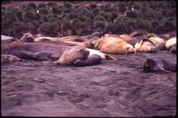 Elephant seals laying in sand at Gold Harbor shore