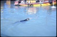 Close view of seal near Mar del Plata port with portion boat in background