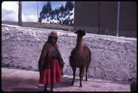 View of woman and llama in street