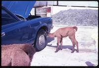 Llama interacting with car tire