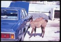 View of llama at car door
