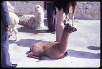 View of woman petting llama