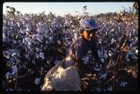 Young boy harvests cotton, Nicaragua
