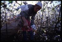 A man picks cotton from the boll, Nicaragua