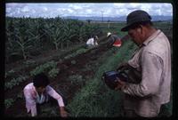 A man tunes a radio while others work in the field at the state-run cooperative where they work, Sebaco, Nicaragua