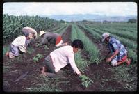 Workers weed the crops of the state-run cooperative where they work, Sebaco, Nicaragua