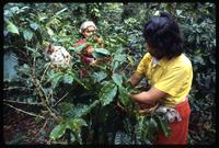 Men and women harvesting ripe coffee cherries, Sebaco, Nicaragua