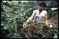 Woman picks coffee cherries off a coffee tree, Sébaco, Nicaragua
