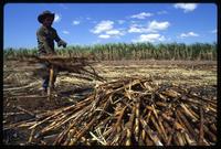 Peasant harvests sugar cane on a state-run cooperative, Sebaco, Nicaragua