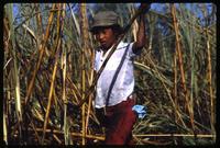 A child harvests sugar cane on a state-run cooperative, Sebaco, Nicaragua