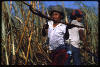 A boy carries sugar cane during the harvest on a state-run cooperative, Sebaco, Nicaragua