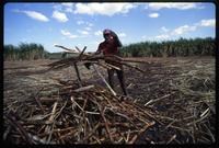 A man gathers cut sugar cane during the harvest on a state-run cooperative, Sebaco, Nicaragua