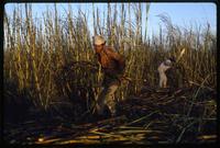 Men cutting and gathering sugar cane during the harvest on a state-run cooperative, Sebaco, Nicaragua