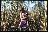 A boy carries cut sugar cane and his machete during the harvest on a state-run cooperative, Sebaco, Nicaragua