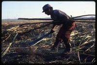 A man cutting sugar cane during the harvest on a state-run cooperative, Sebaco, Nicaragua