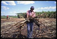 A man carries an armful of cut sugar cane during the harvest on a state-run cooperative, Sebaco, Nicaragua